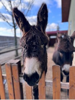 OSEL OSLÍK OSLÍČEK - 14