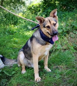 HAKIM K ADOPCI - 3 ROKY, KRÁSNÝ,PŘÁTELSKÝ,HRAVÝ - 14