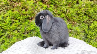 Zakrslý beránek, králíček, králík - ELLA - 14