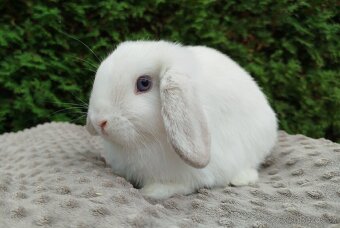 Zakrslý beránek, králíček, králík - NOAH - 14