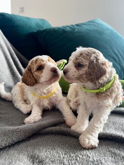 🐶 CAVAPOOCHON ŠTĚŇÁTKA – PRVNÍ VRH NAŠICH RODINNÝCH MAZLÍKŮ - 14