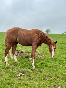 Paint horse hřebeček - 14