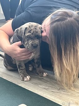 American Bully - 14