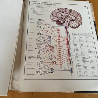 Retro- Biologie člověka v obrazech- A4 - 14