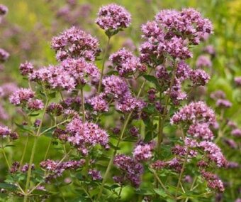 TRVALKY, SKALNIČKY, BYLINKY - 14