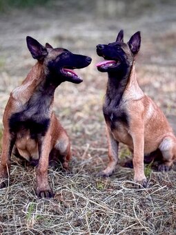 BELGICKÝ OVČÁK MALINOIS - ŠTĚŇATA S PP - 14