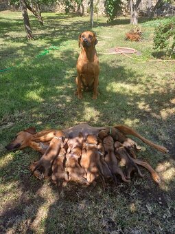 Rhodéský ridgeback - 14