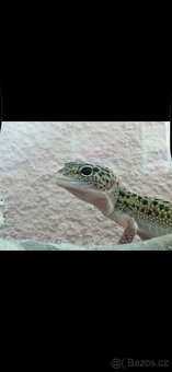 Terarium s gekoncikem - 14