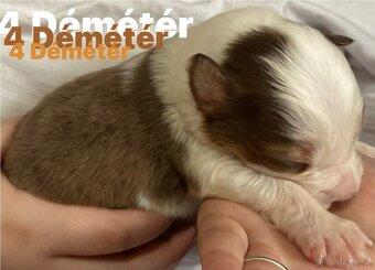 Border kolie s pp - 14