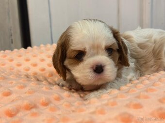 Kavalir King Charles spaniel - 14