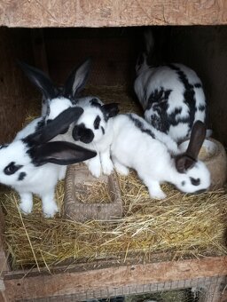 Králíci samice i samci německý obrovitý strakáči a křížencia - 14