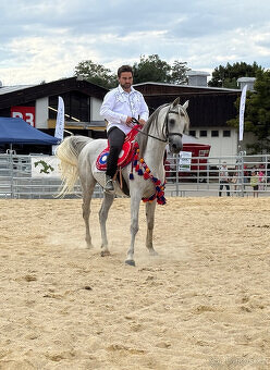 Nabízíme k prodeji arabské plnokrevníky - 14