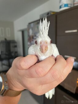 Ručně dokrmené korely Albino - 14