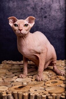 Koťata Donský Sphynx s PP - 14