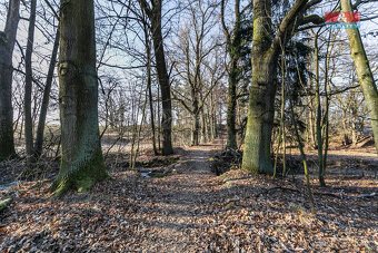 Prodej lesa, 685 m², Horšovský Týn - 14