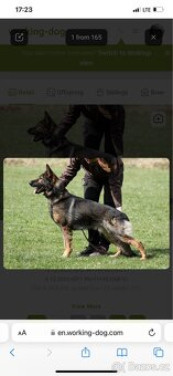 pracovní linie krátkosrstého německého ovčáka - 14