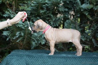 Rhodéský ridgeback  s PP posledni volné štěňatka..vrh E - 14