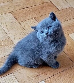 Britská modrá koťátka - 14