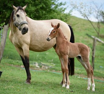Lusitano hřebec PSL narozen 13.4. 2025 - 14
