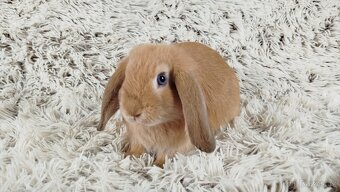 Zakrslý beránek, králíček, králík - RIKI - 14