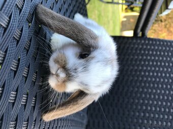 Mláďata zakrslých králíčků z chovu mistra Evropy - 14