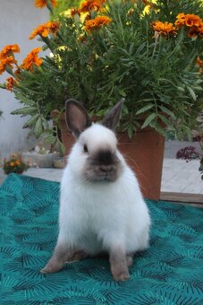 Zakrslý králík siamský žlutý s rodokmenem - 14