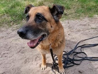 ROXY K ADOPCI - vděčná, nenáročná seniorka - 14