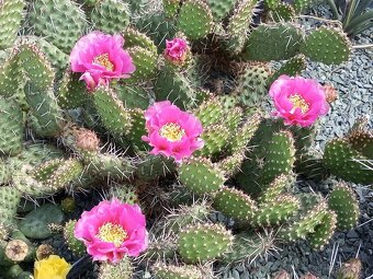 Juky, opuncie,agave - 14