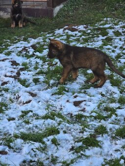 nemecký ovčak - 14