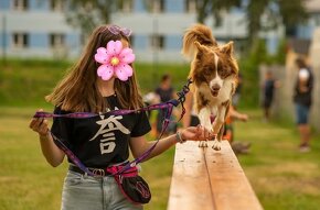 šteniatka BORDER KÓLIA- posledné voľne 3 psíky - 14