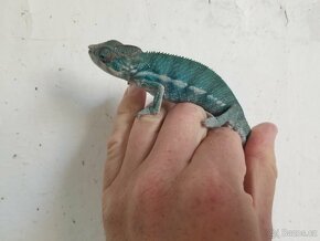 Chameleon pardáli Nosy be - 14