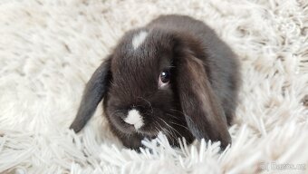 Zakrslý beránek, králíček, králík - DENIS - 14
