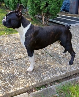 Bostonský teriér s PP - 14