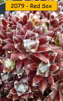 Netřesky, rozchodníky, delosperma na balkón i na zahradu. - 14