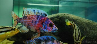 Tlamovci Malawi 4 - 14