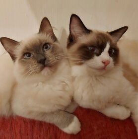 Ponukam ragdoll kocurov na krytie - 14