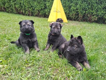 Německý ovčák - štěňata - 14
