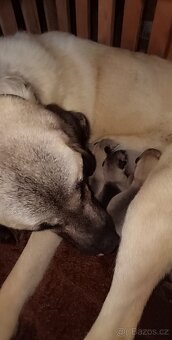 Kangalský pastevecký pes- štěňátka s pp - 14