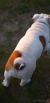 Anglický buldog na prodej. - 14
