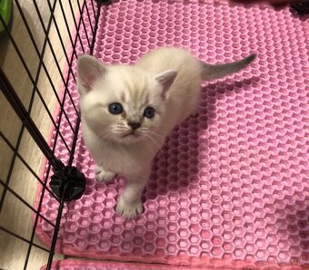 Čistokrevná britská krátkosrstá koťata po rodičích s PP - 14