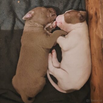 American Bully XL ŠTĚŇATA K ODBĚRU - 14