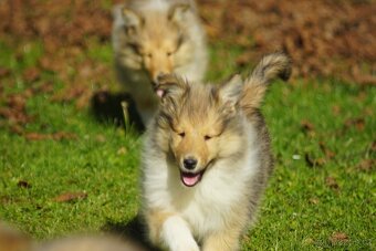 KOLIE DLOUHOSRSTA ZLATA - 14