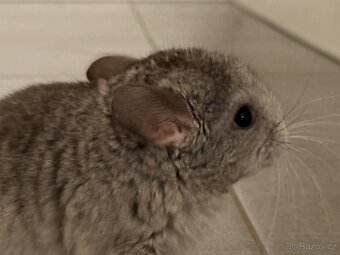 Činčila mládě samičky - 14