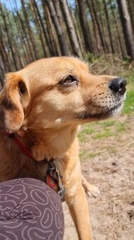PINGI K ADOPCI - akční veselý mazel, vhodný k dětem - 14