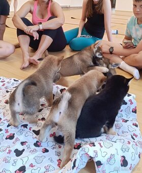 Shiba inu - 14