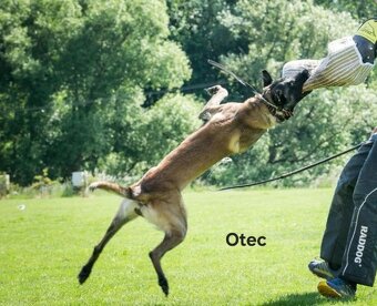 Belgicky ovcak malinois - 14