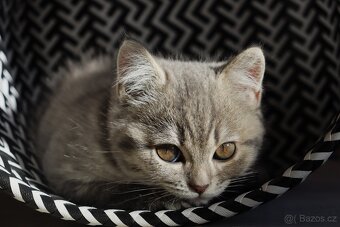 Britská modrá krátkosrstá kočka koťátko - 14