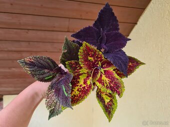Africké okrasné kopřivy - SEMENA - Coleus - 14
