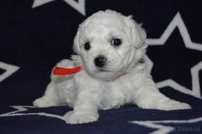 BICHON FRISE - BIŠONEK  s PP - 14