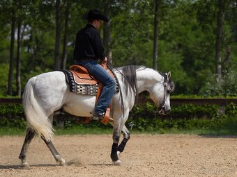 Klisna QH 2 roky - 14